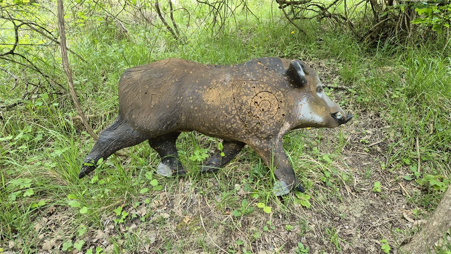 Cible 3D en forme de sanglier sur le parcours chasse